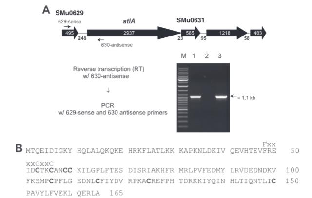 Bioscreen C实时监测变形链球菌生物膜形成氧依赖性调控机制（二）