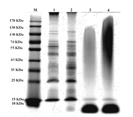 贯叶连翘提取物通过诱导凋亡样死亡抑制藤黄微球菌生长（二）