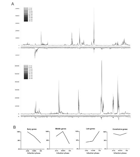 温度依赖性生长曲线揭示φR1-37广谱感染特性及其转录重编程机制（三）