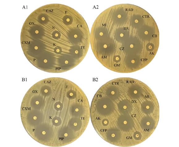 一株兼具生物防腐与发酵增香功能的沃氏葡萄球菌生长曲线与GC-IMS分析（一）