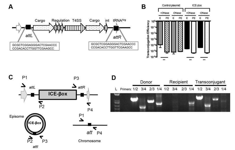生长曲线分析揭示ICE-βox赋予嗜肺军团菌氧化应激与抗生素抗性
