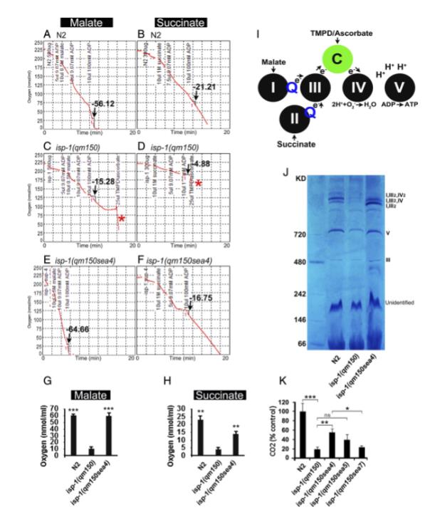 从秀丽隐杆线虫到酵母：Rieske 蛋白系链区域功能的跨物种保守性（三）