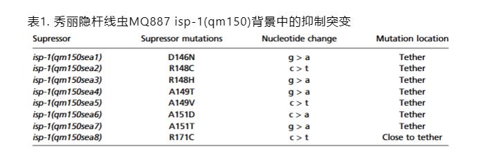从秀丽隐杆线虫到酵母：Rieske 蛋白系链区域功能的跨物种保守性（二）