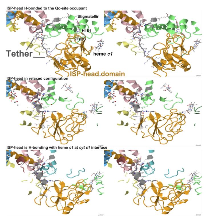 从秀丽隐杆线虫到酵母：Rieske 蛋白系链区域功能的跨物种保守性（五）