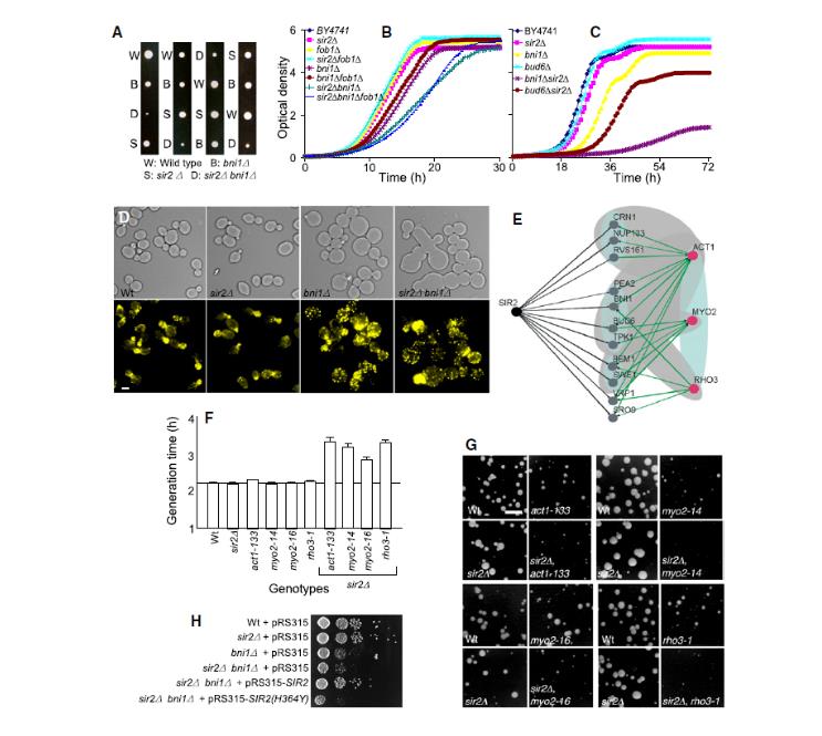 生长曲线分析仪应用：细胞极性主动清除子细胞损伤以延缓克隆衰老