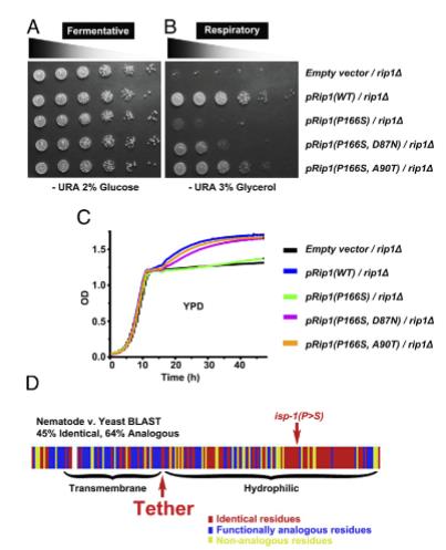 从秀丽隐杆线虫到酵母：Rieske 蛋白系链区域功能的跨物种保守性（四）