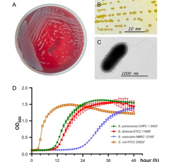 微生物生长曲线分析仪探讨短小单胞菌属的生物学特性、致病潜力及进化关系（二）