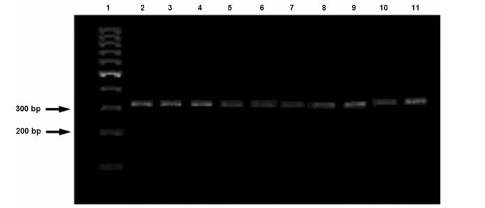 一株具有高渗透压耐受性的嗜果糖植物乳杆菌的分离与特性研究（一）