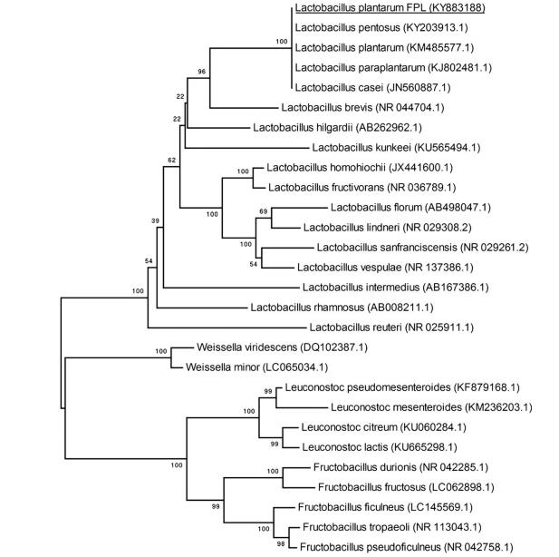 一株具有高渗透压耐受性的嗜果糖植物乳杆菌的分离与特性研究（二）