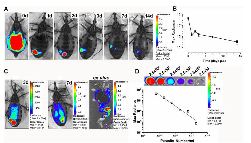 微生物生长曲线分析仪：克氏锥虫在媒介肠道内的定植策略与生存智慧（二）