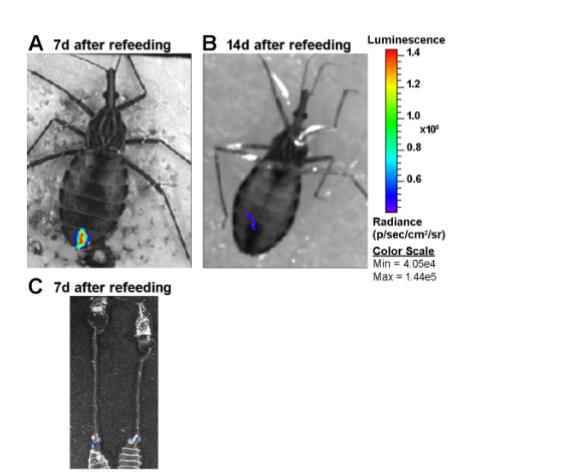 微生物生长曲线分析仪：克氏锥虫在媒介肠道内的定植策略与生存智慧（五）