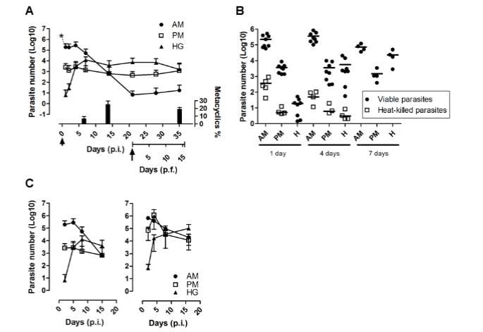 微生物生长曲线分析仪：克氏锥虫在媒介肠道内的定植策略与生存智慧（四）