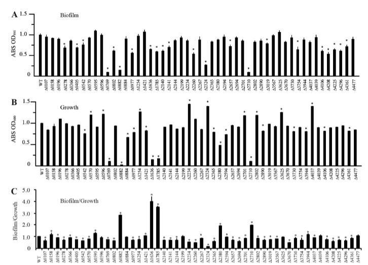 新发现BfmAK信号系统控制嗜麦芽寡养单胞菌生物膜形成（三）