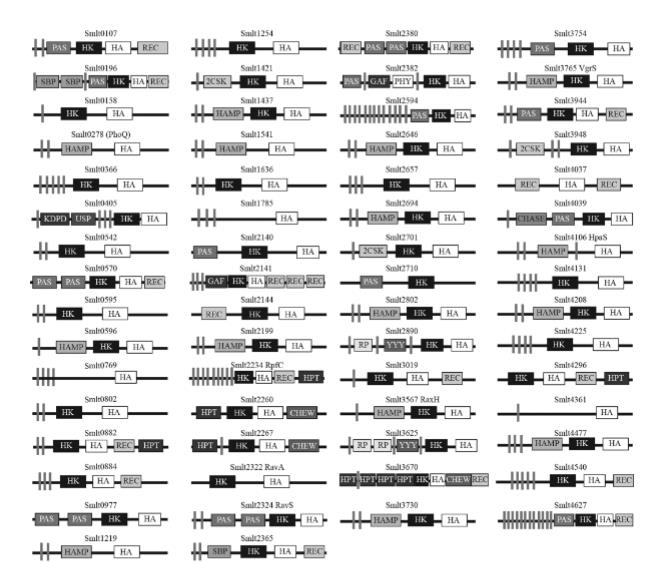 新发现BfmAK信号系统控制嗜麦芽寡养单胞菌生物膜形成（一）