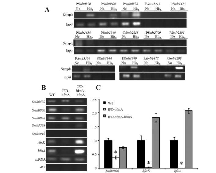 新发现BfmAK信号系统控制嗜麦芽寡养单胞菌生物膜形成（五）