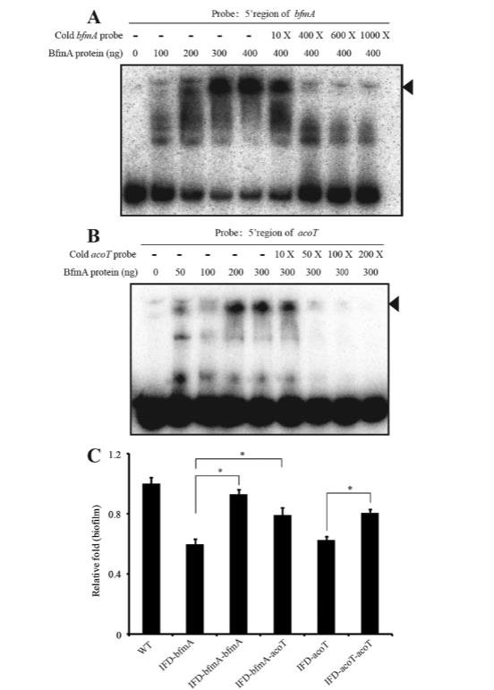 新发现BfmAK信号系统控制嗜麦芽寡养单胞菌生物膜形成（六）