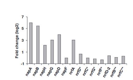 生长曲线分析仪解析希瓦氏菌呼吸性硝酸盐铵化途径的遗传与生理机制（二）
