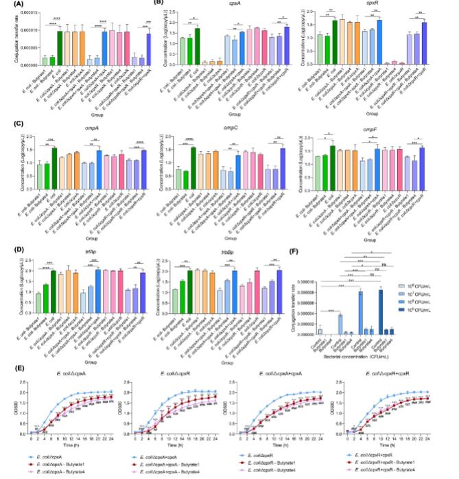 短链脂肪酸介导高纤维饮食抑制耐药基因接合转移的分子机制（二）