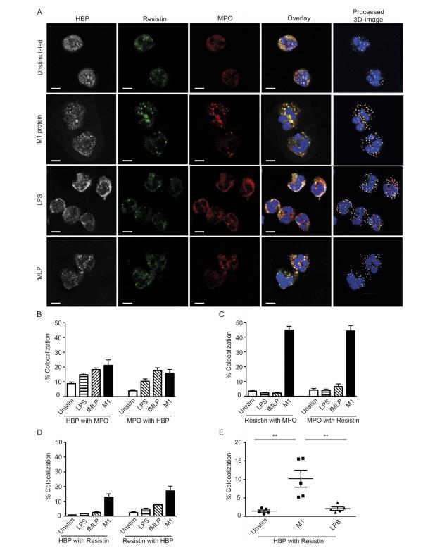 链球菌、金黄色葡萄球菌、大肠杆菌对中性粒细胞活化能力的差异（三）