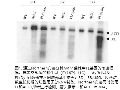 酵母frataxin缺陷模型揭示人铁蛋白L在衰老和细胞死亡中的保护作用（一）