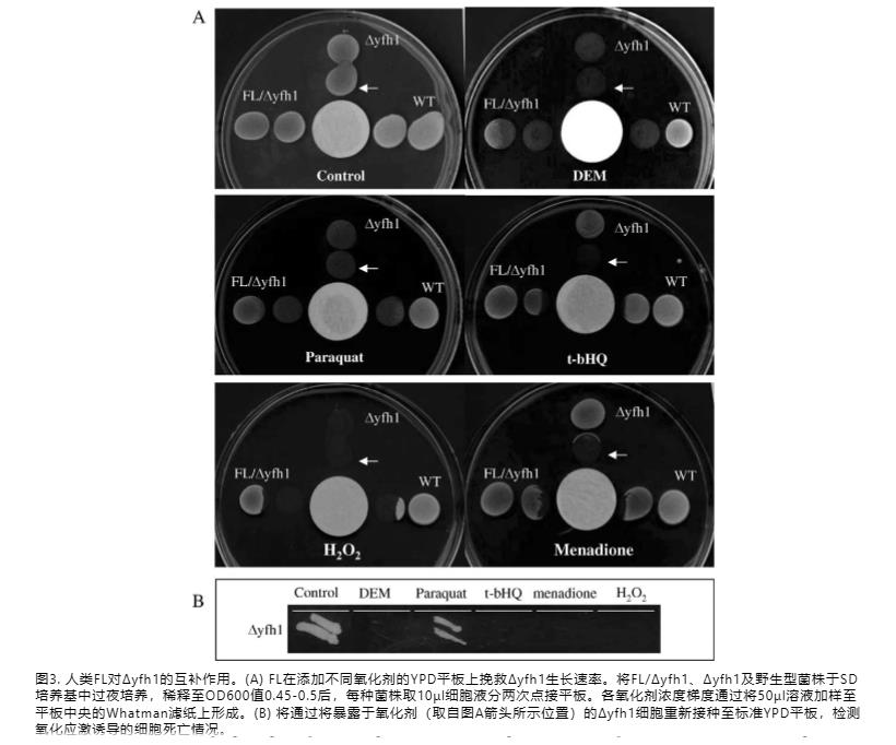 酵母frataxin缺陷模型揭示人铁蛋白L在衰老和细胞死亡中的保护作用（三）