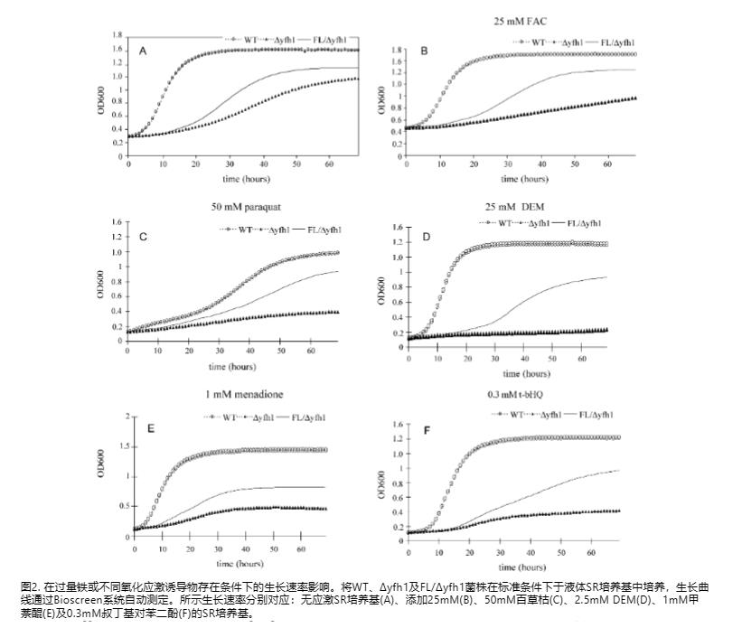 酵母frataxin缺陷模型揭示人铁蛋白L在衰老和细胞死亡中的保护作用（二）
