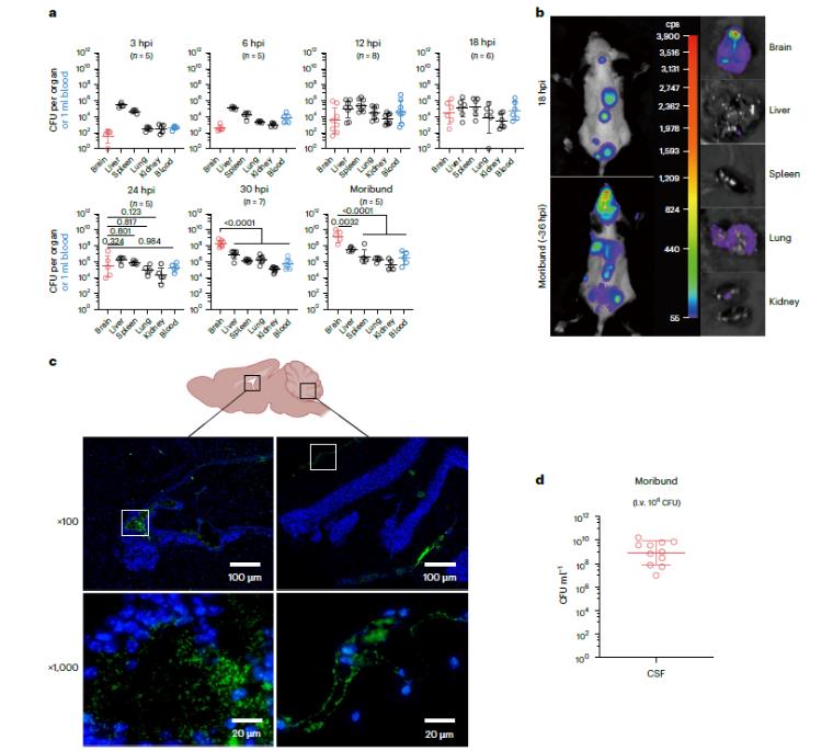 生长曲线分析仪在揭示兽疫链球菌PTSman系统调控的作用