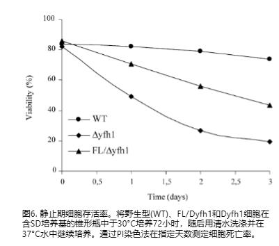 酵母frataxin缺陷模型揭示人铁蛋白L在衰老和细胞死亡中的保护作用（四）
