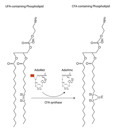 环丙烷脂肪酸修饰在鼠伤寒沙门氏菌应激抵抗和毒力中的关键作用（一）