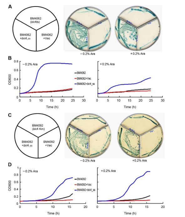 缺乏生物素合成能力的猪链球菌其BirA同源物的功能表征与生理意义——结果与讨论