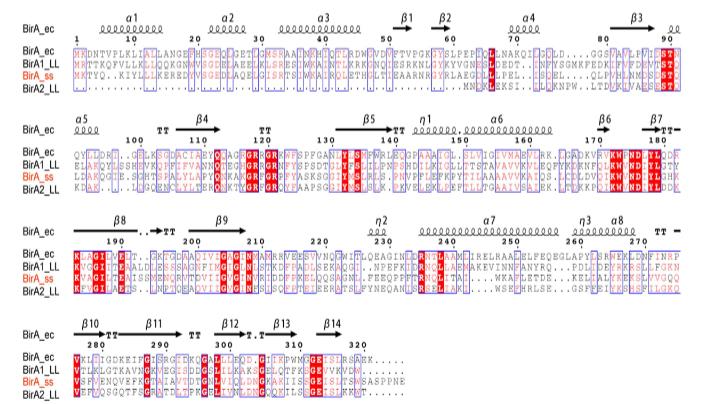 缺乏生物素合成能力的猪链球菌其BirA同源物的功能表征与生理意义——方法