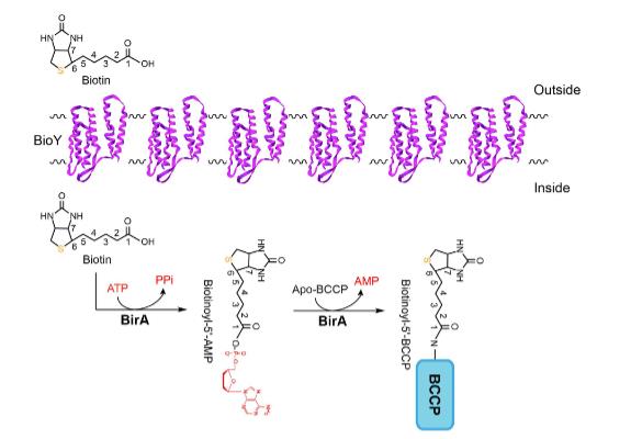 缺乏生物素合成能力的猪链球菌其BirA同源物的功能表征与生理意义——摘要、引言
