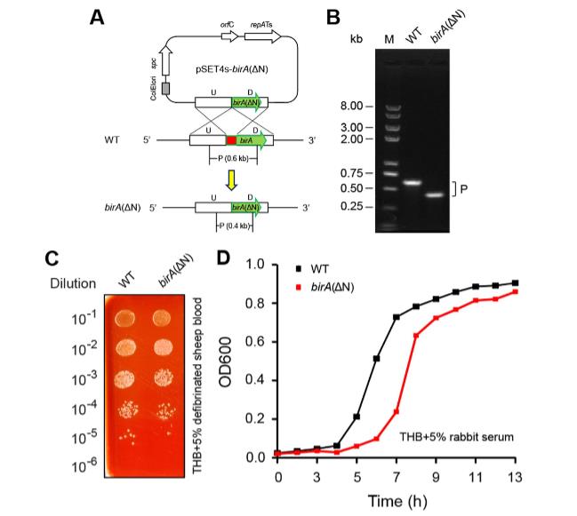 缺乏生物素合成能力的猪链球菌其BirA同源物的功能表征与生理意义——结论