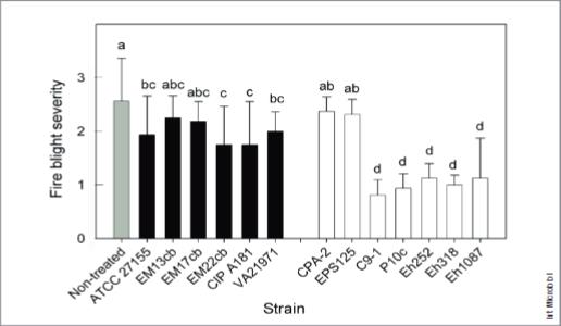 线虫模型：泛藻凝集菌临床与植物有益菌株表型比较研究（二）