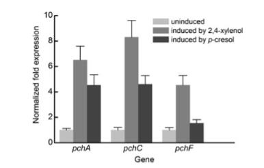 恶臭假单胞菌NCIMB 9866中PCMH和PHBDD在2,4-二甲苯降解中的关键作用（二）