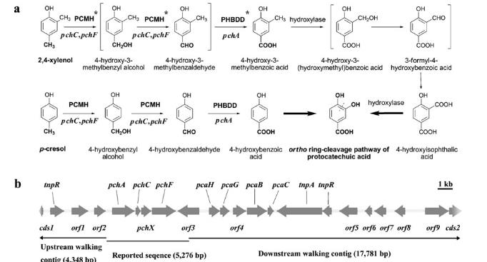 恶臭假单胞菌NCIMB 9866中PCMH和PHBDD在2,4-二甲苯降解中的关键作用（一）