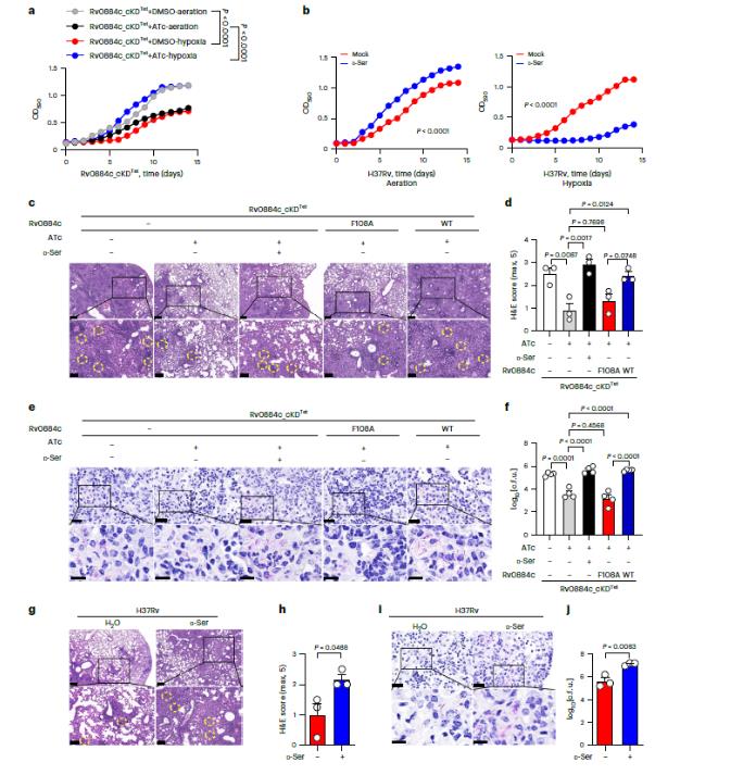 结核分枝杆菌通过分泌D-丝氨酸抑制T细胞功能实现免疫逃逸（二）