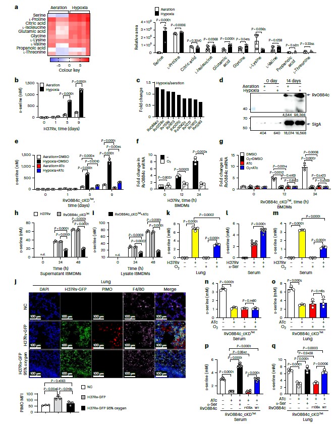 结核分枝杆菌通过分泌D-丝氨酸抑制T细胞功能实现免疫逃逸（一）