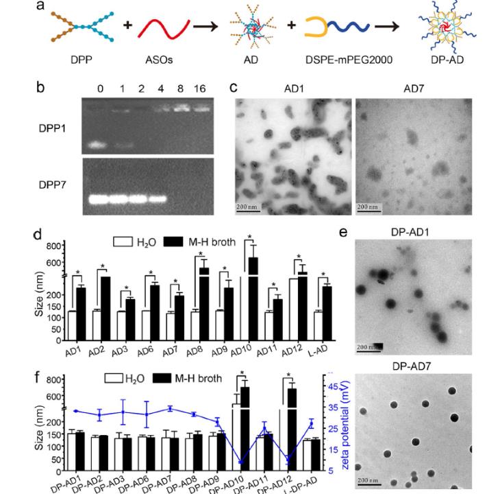 新型树枝状多肽非共价递送反义寡核苷酸高效对抗多药耐药细菌感染（上）