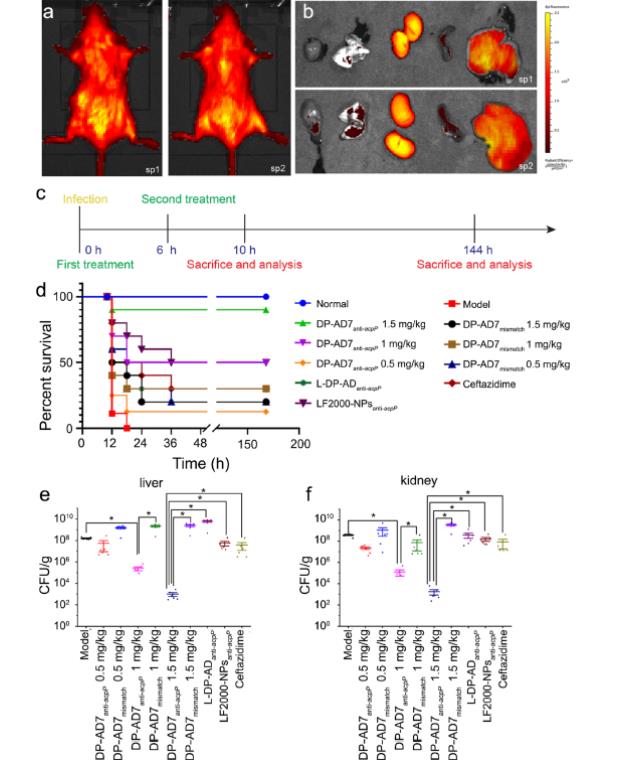 新型树枝状多肽非共价递送反义寡核苷酸高效对抗多药耐药细菌感染（下）