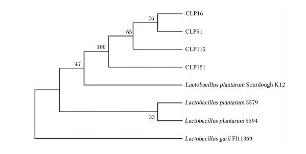 可降胆固醇的犬源植物乳杆菌分离与鉴定、生长曲线、益生性和安全性研究（一）