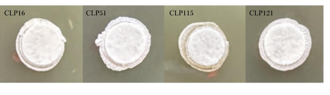 可降胆固醇的犬源植物乳杆菌分离与鉴定、生长曲线、益生性和安全性研究（二）