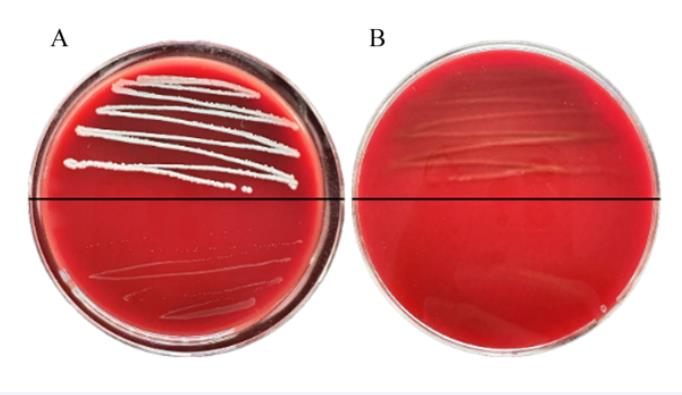 可降胆固醇的犬源植物乳杆菌分离与鉴定、生长曲线、益生性和安全性研究（四）