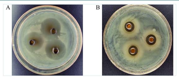 副干酪乳杆菌Lab5生长曲线、后生元热稳定性及在杜黑猪肉低温储藏中保鲜效果的应用（二）