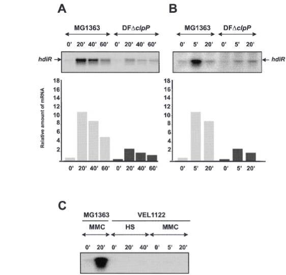 乳酸乳球菌新型转录因子HdiR响应热与DNA损伤的分子机制研究（六）