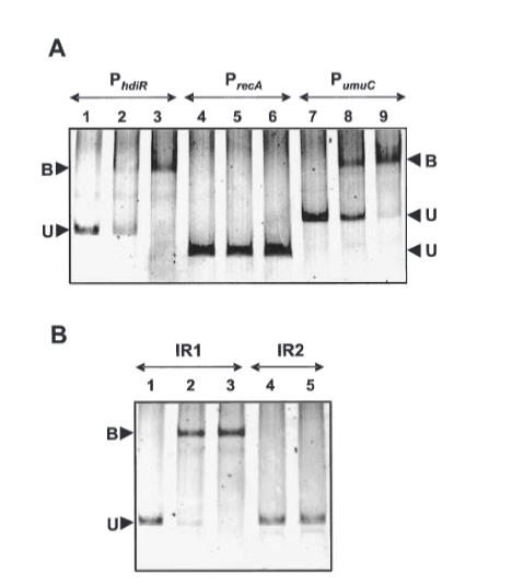 乳酸乳球菌新型转录因子HdiR响应热与DNA损伤的分子机制研究（四）