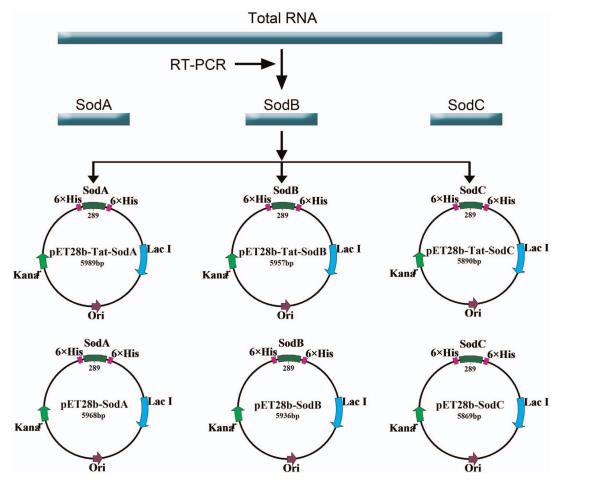 HIV-1 Tat核心肽标签通过增强转录和优化结构提高大肠杆菌SODs的表达水平与酶活性（一）