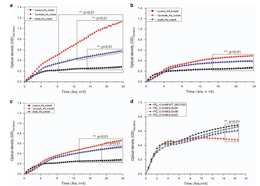 融合Tat标签显著增强大肠杆菌超氧化物歧化酶的表达、溶解度及细胞抗氧化能力