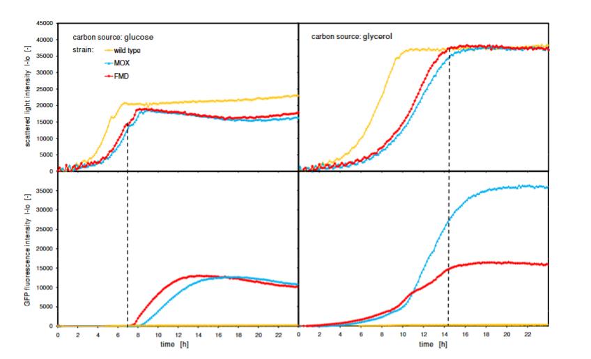 高通量克隆筛选的动力学解析：生长、表达异质性及关键工艺参数的在线推导