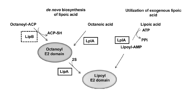  VicK 磷酸酶功能在调控变形链球菌 VicR 磷酸化、致龋基因表达及唾液聚集中的核心作用